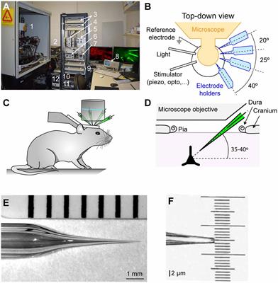 Multiple Two-Photon Targeted Whole-Cell Patch-Clamp Recordings From Monosynaptically Connected Neurons in vivo